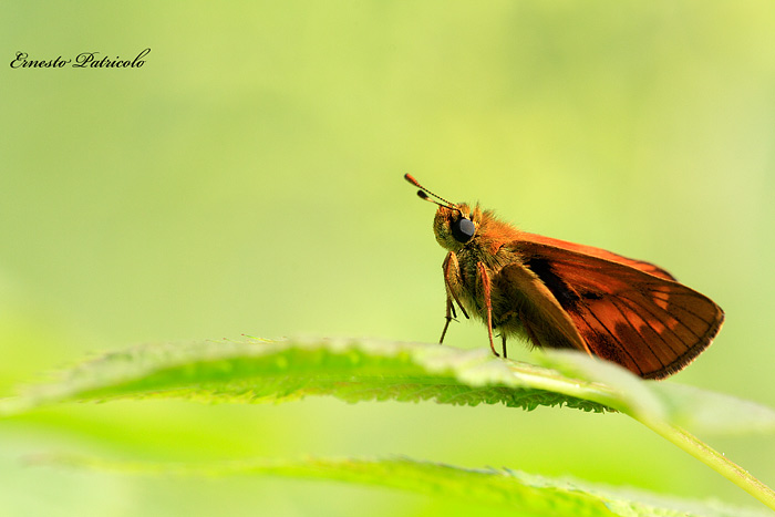 Ochlodes sylvanus ?